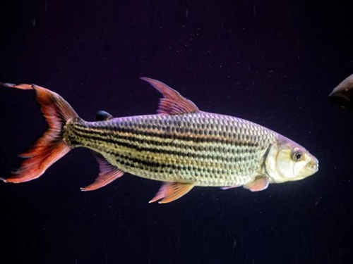 Characin Fish